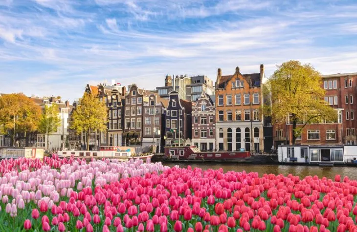Tulip Bloom: The Wonder of The Netherlands