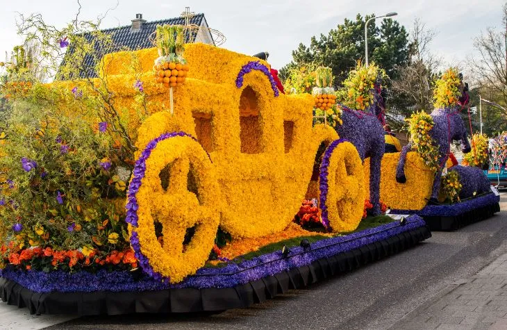Tulip Bloom: The Wonder of The Netherlands