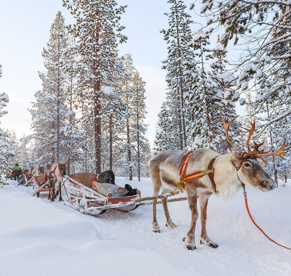 KT - Reindeer Sleigh in Finland