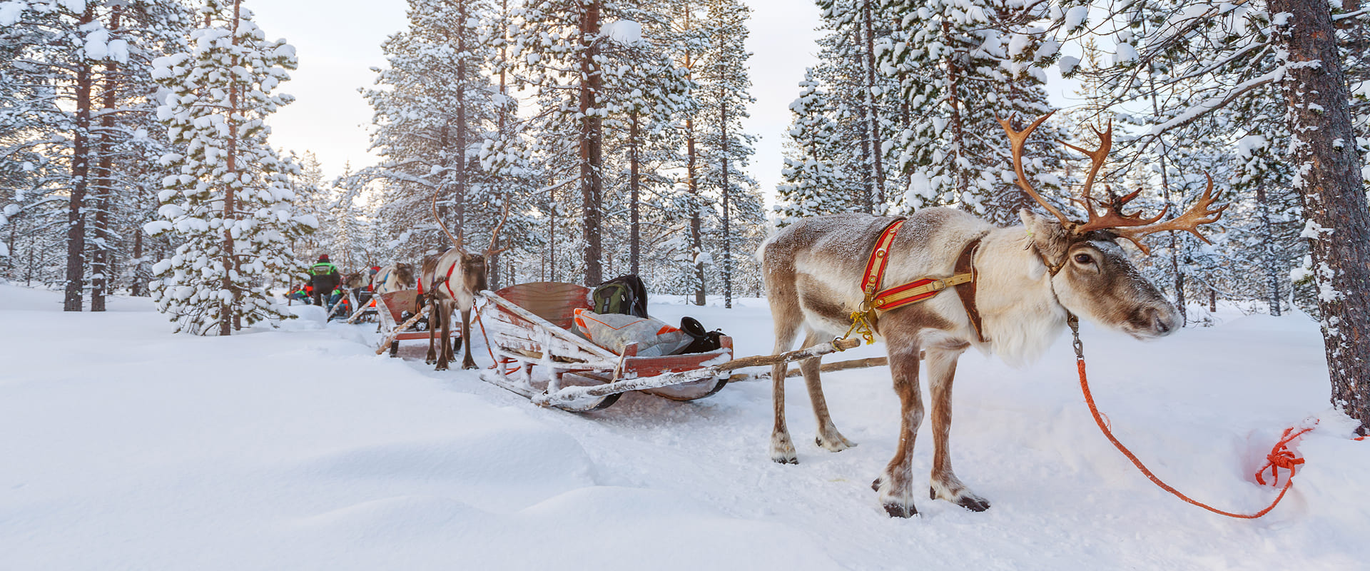 KT - Reindeer Sleigh in Finland