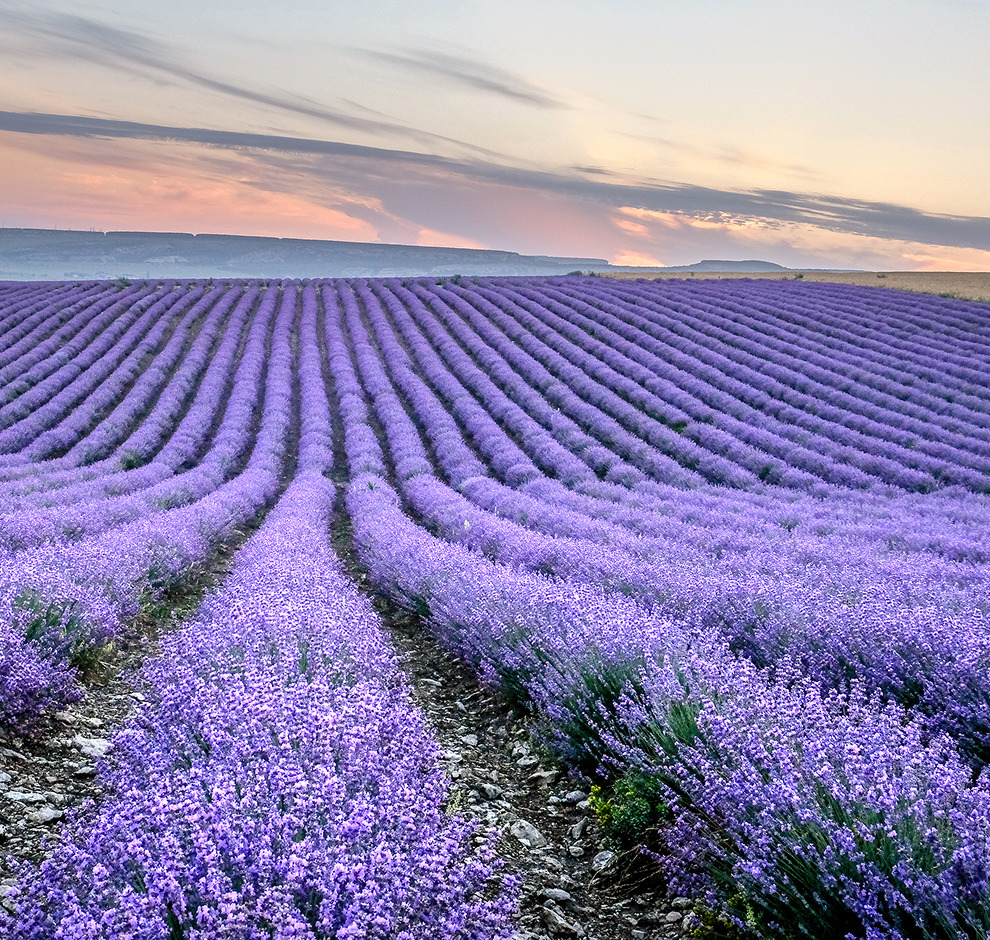 KT - Provence's lavendar field