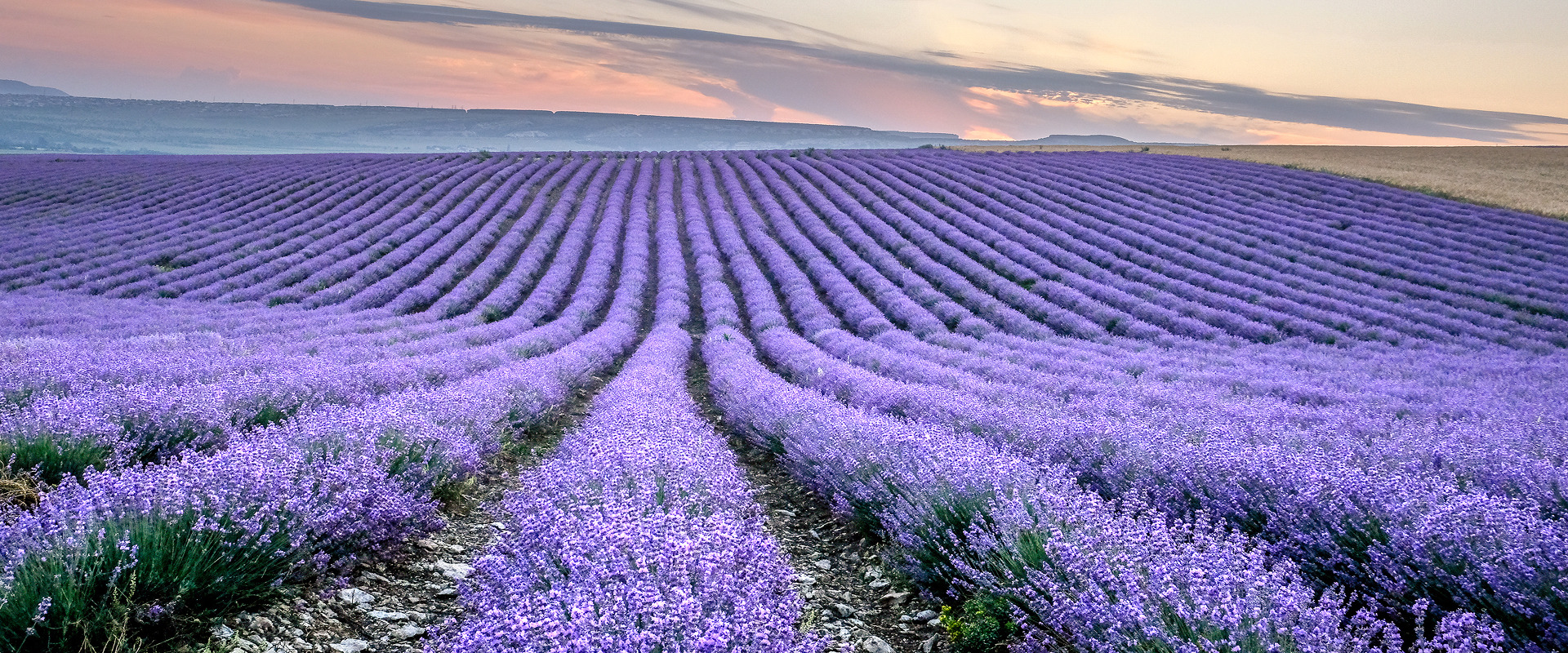 KT - Provence's lavendar field