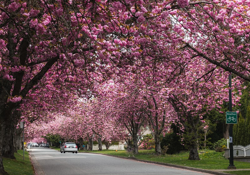 KT - Photo of a Blossom drive way