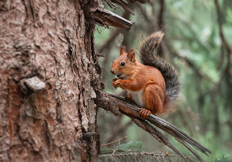 Austria squirrels