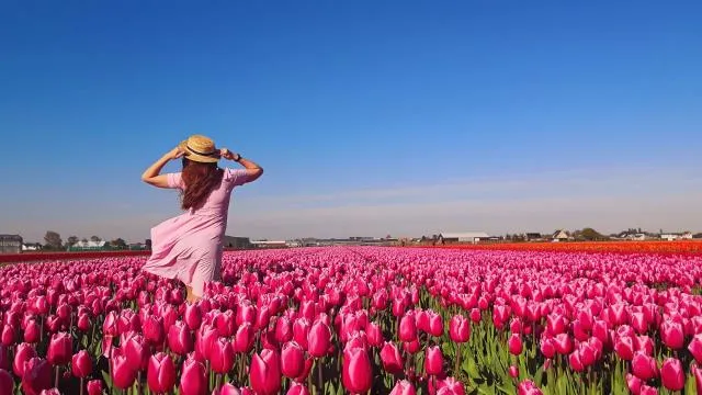 Tulip Bloom: The Wonder of The Netherlands